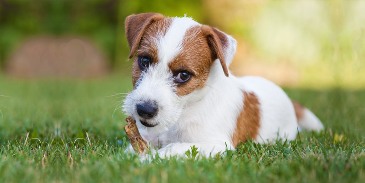 Hundewelpen fressen gerne und viel, aber nicht alles ist gesund